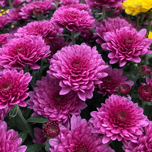 Mum 12" Premium