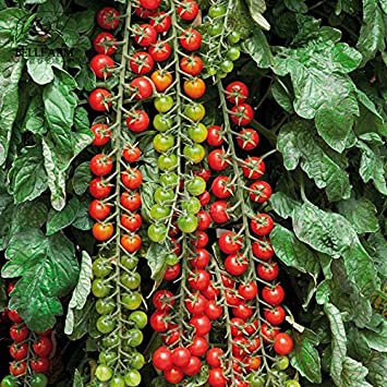 Tomato 'Rapunzel'