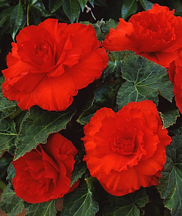 Begonia Non-Stop 10" Hanging Basket
