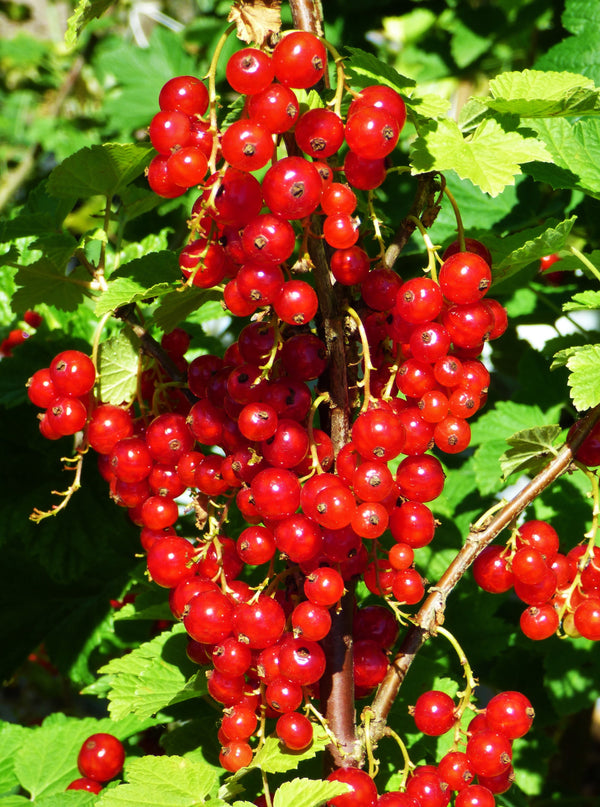 Currant - Ribes rubrum 'Red Lake'