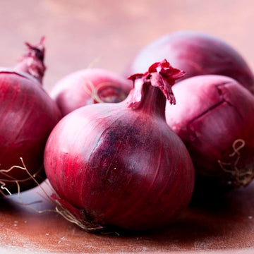 Onion 'Redwing' Bunch Plants