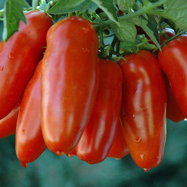 Tomato 'San Marzano'