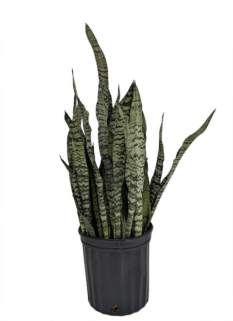 Snake Plant (Sansevieria)