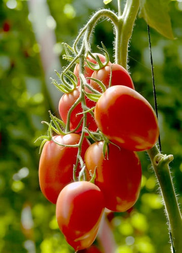 Tomato 'Salsa Roma'