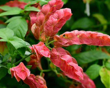 Shrimp Plant