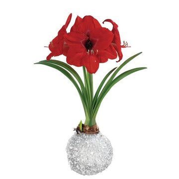 Waxy Amaryllis - Silver Glitter
