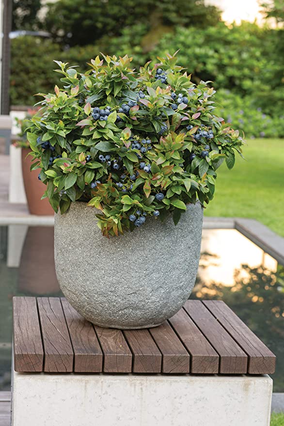 Blueberry - Vaccinium corymbosum 'Silver Dollar'
