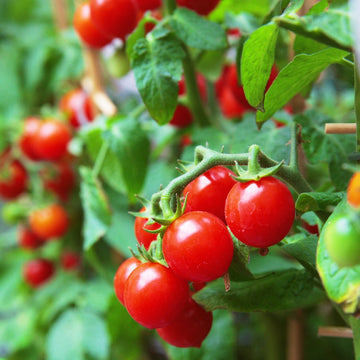 Tomato 'Red Cherry Small'