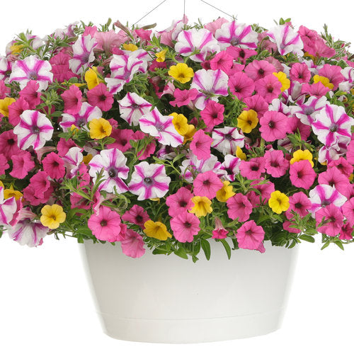 Hanging Basket: Sunglasses