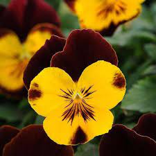 Pansy Hanging Basket