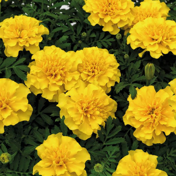 Marigolds - Tall