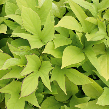Sweet Potato Vine