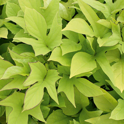 Sweet Potato Vine