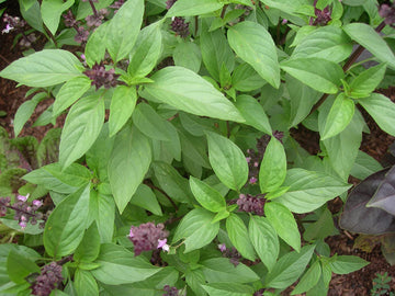 Basil 'Thai'