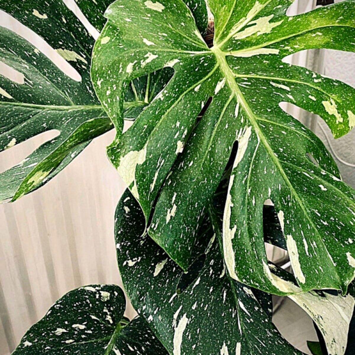 Monstera 'Deliciosa Thai Constellation' | Pesches Flowers & Garden