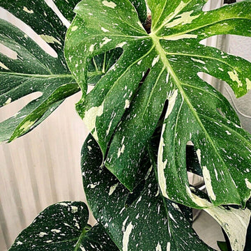 Monstera 'Deliciosa Thai Constellation'