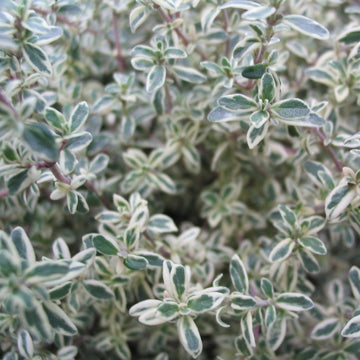 Thyme 'Silver Posie'