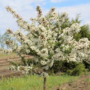 Flowering Crabapple - Malus sargentii 'Tina'
