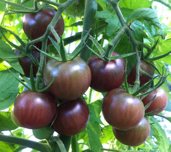 Tomato 'Chocolate Cherry'