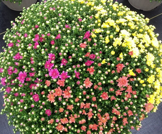 Mum 12" Premium