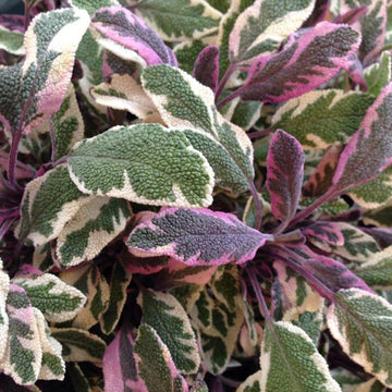 Sage 'Tricolor'