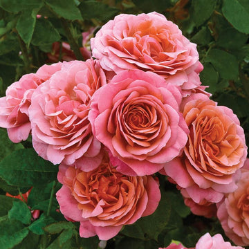 Rose 'Uptown Girl'