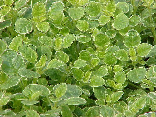 Marjoram 'Sweet Variegated'