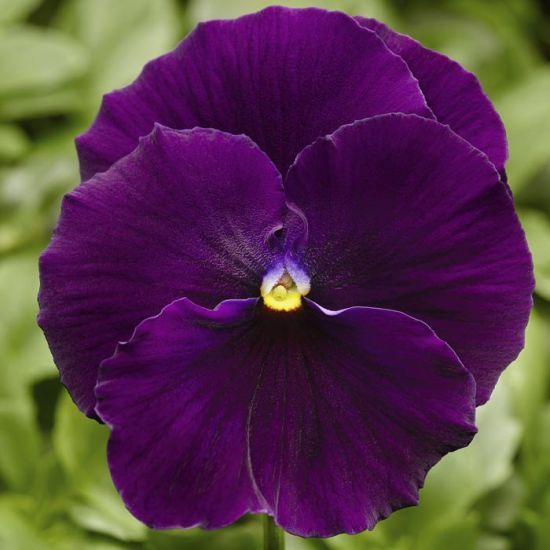 Pansy 6-Pack