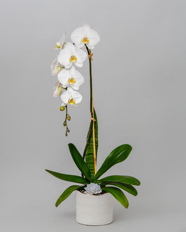 Orchid - White