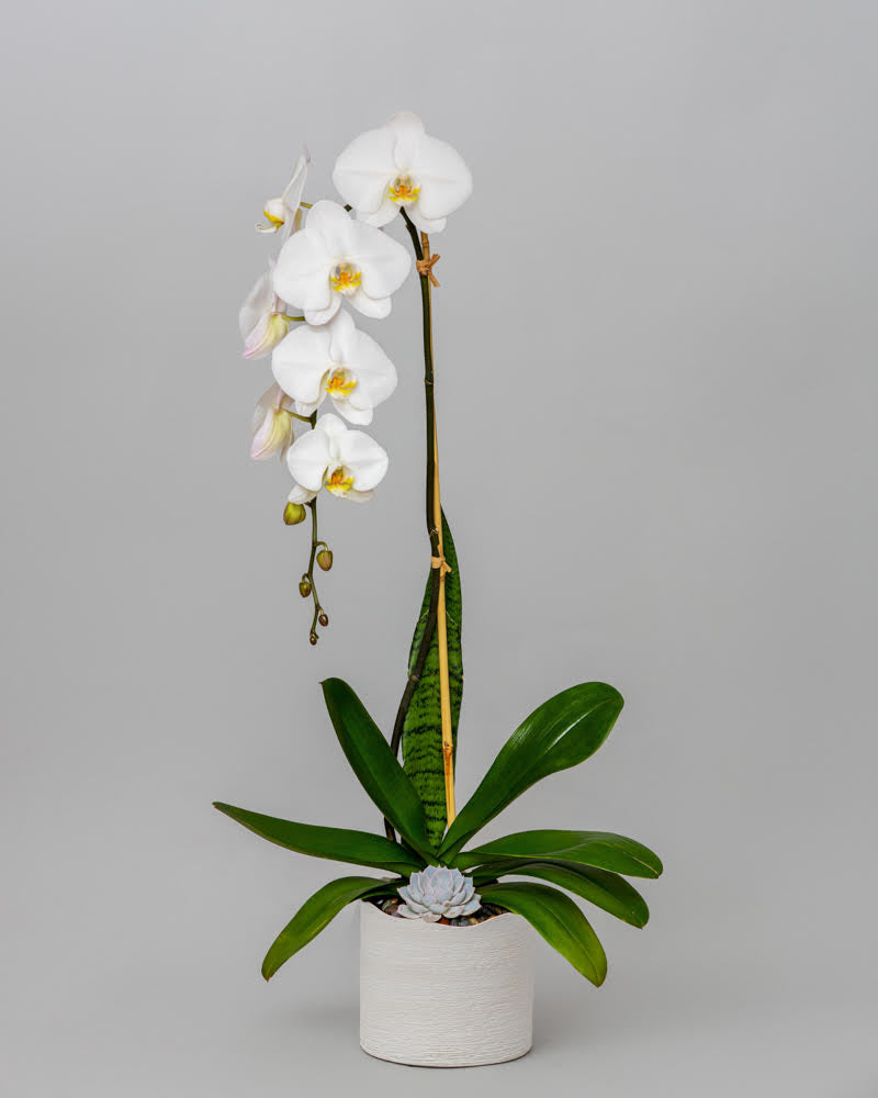 White Orchid with soil moss base – Blanc Box