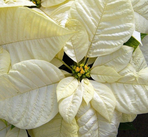 Poinsettia 4.5"