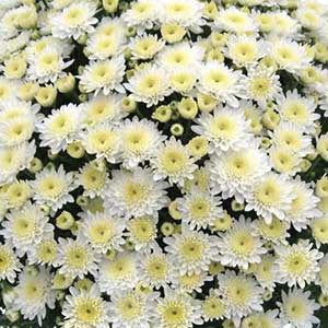 Mum 12" Premium