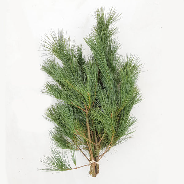 Christmas Fresh Greens/Bunches