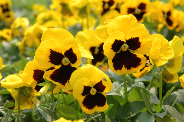 Pansy 4-pack