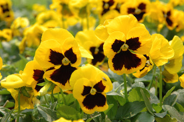 Pansy Flats