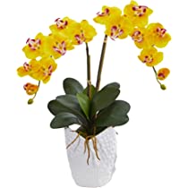 Orchid - Yellow