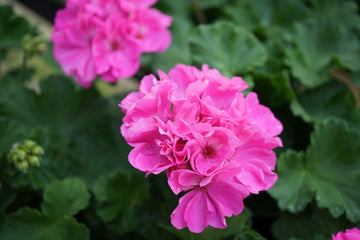 Geranium Planter